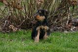 WELSH TERRIER 143